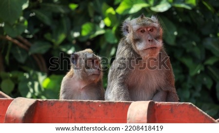 Couple of Monkeys waiting to be fed from tourist in Botanical Garden of Mount Tidar Royalty-Free Stock Photo #2208418419