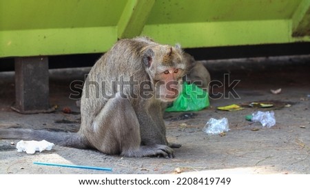 Sad Monkey waiting to be fed from tourist in Botanical Garden of Mount Tidar Royalty-Free Stock Photo #2208419749