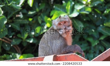 A Monkey in Botanical Garden of Mount Tidar finding a food from tourist Royalty-Free Stock Photo #2208420533
