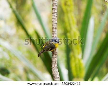 Eastern Yellow Robin (Eopsaltria australis) perched on a branch in a succulent garden.