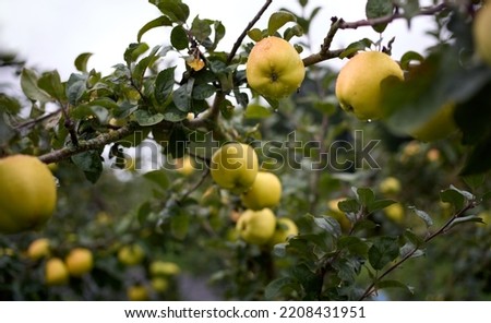 Ripe green apples ready to harvest from a fruit tree branch in an orchard on a wet autumn day.