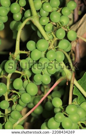 natural fragrant red grape photo