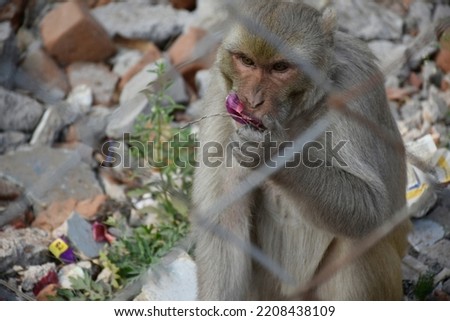 The monkey is sitting and eating food  behind the iron net