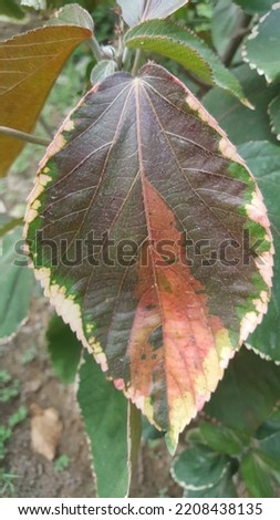 colored leaf on the live plant