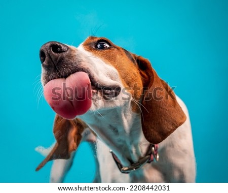 Coonhound dog with tongue out licking peanut butter. Royalty-Free Stock Photo #2208442031