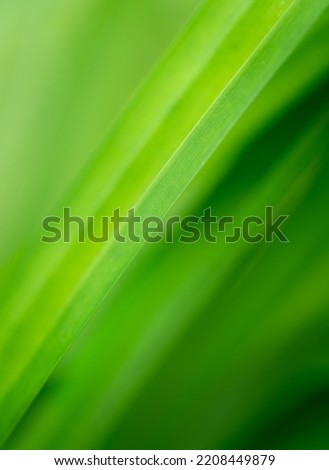 Close-up macro soft focus fresh green leaves abstract blur background.concept idea for ecology backdrop,desktop wallpaper,website cover design.