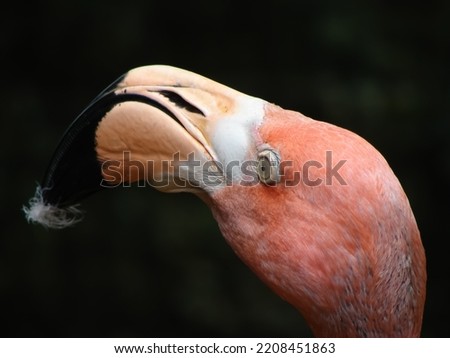 A close-up picture of a salmon colored Flamingo's head against a black background.  It is holding a white feather in it's beak.