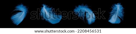 blue goose feather on black isolated background