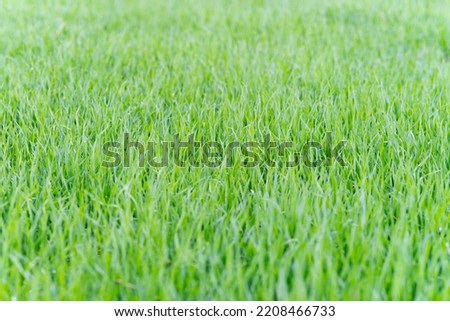 Grass close-up. Background of a solid green high lawn. Grass texture. Horizontal frame. Blurred foreground.