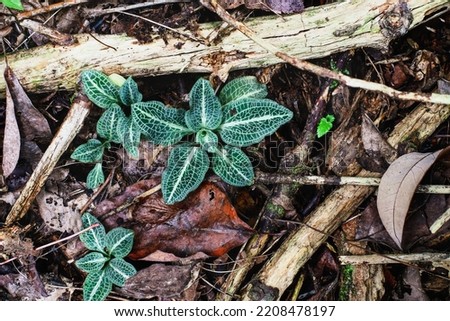 Top overhead view of a Rattlesnake Plantain Orchid, Peramium pubescens, on the forest floor of south central Kentucky.