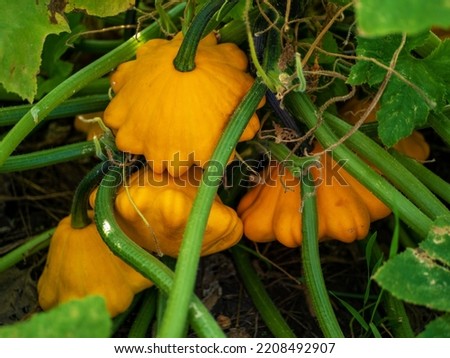 Ripe orange organic pattypan squash patissons growing in the garden. Royalty-Free Stock Photo #2208492907
