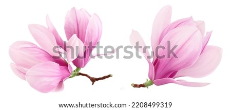 Pink magnolia flower isolated on white background with full depth of field Royalty-Free Stock Photo #2208499319