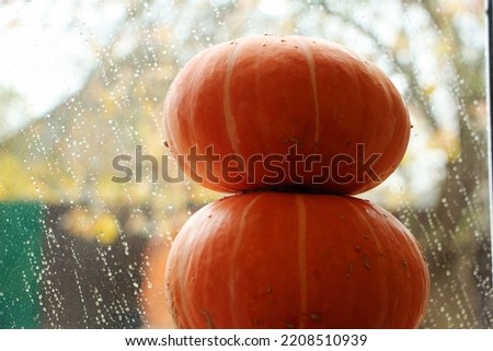 Orange pumpkins on the background of a rainy window. Autumn seasonal home composition, the concept of autumn time.