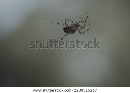 Cross spider crawling on a spider thread. Blurred background. A useful hunter among insects. Arachnid. Animal photo from the wild.
