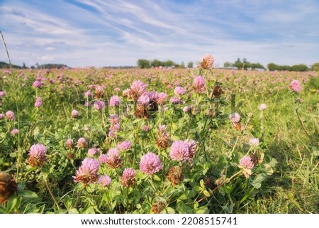 Clover field on a meadow. Flower meadow in green and pink. Plants from nature. Landscape photograph.