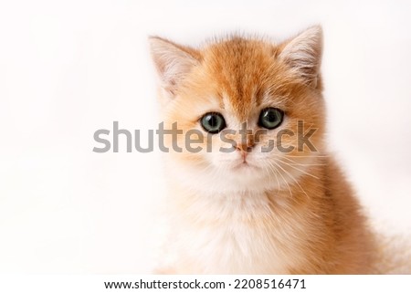 Cute playful Scottish straight golden shaded chinchilla (ny 11) kitten . Funny kitten on white background. A breed of domestic cat .