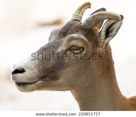 Portrait of a wild goat