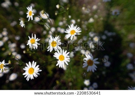 Indian perennial chamomile blossoms in the field