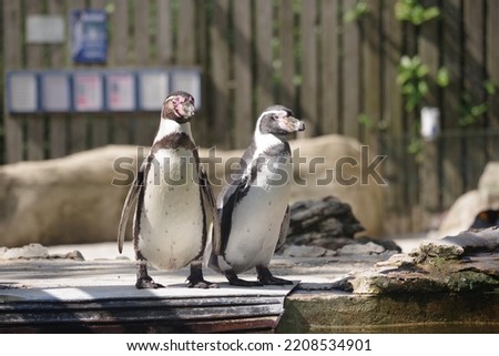 Cotswold Wildlife Park Penguins enjoying the sun