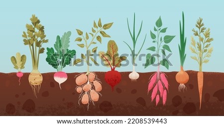 Fresh roots vegetable vector llustration. Root plants growing underground. Garden vegetable drawing. Onion, radish, turnips, carrots, potatoes,  celery, sweet potatoes. For menu, package. Royalty-Free Stock Photo #2208539443
