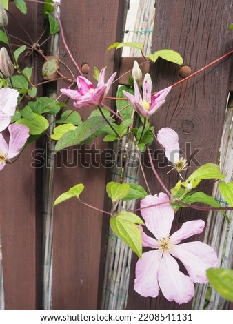 Clematis flowers between the planks of a fence