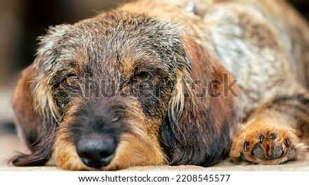 Portrait of a wire-haired dachshund in close-up. The wire - haired dachshund is lying