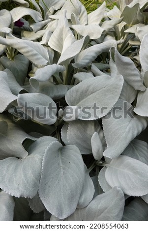 Senecio Angel Wings gives this planting contrast and these fabulous leaves are great for small cuttings. Royalty-Free Stock Photo #2208554063