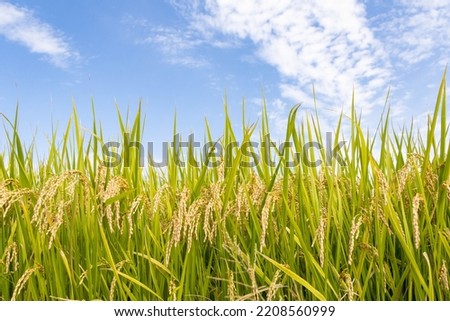 Autumn sky and ears of rice before harvest Royalty-Free Stock Photo #2208560999