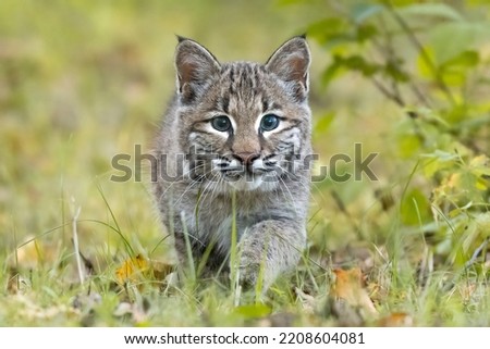 Staring contest with a Bobcat (Lynx rufus).  Juvenile feline walking towards the camera.  Wide eyes stalking its target.  Captured in controlled conditions. Landscape, horizontal, landscape Royalty-Free Stock Photo #2208604081
