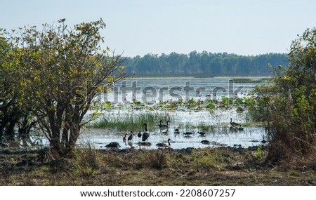 Group of water birds in the river