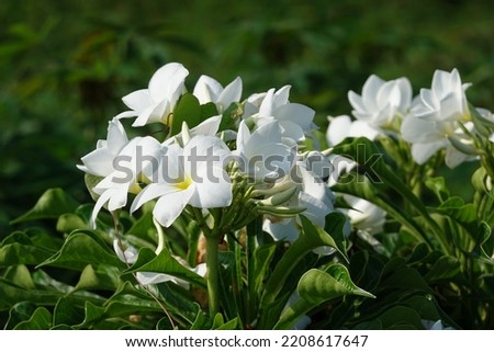 magnolia bush bunch flower white