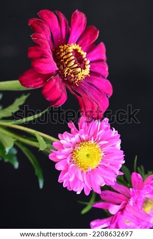 the very nice colorful summer flower close up view