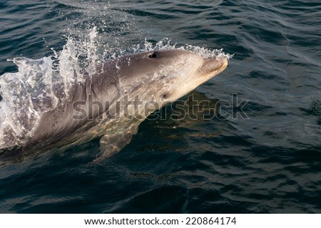 Dolphin swimming in Iroise sea, Brittany, France