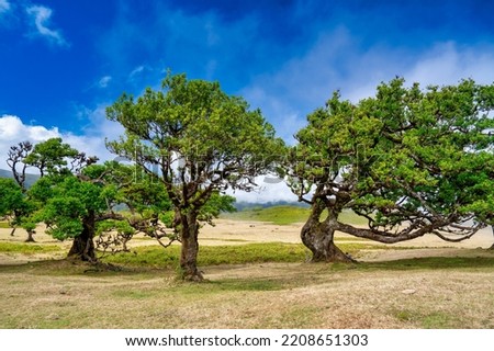 Beautiful laurel trees in the afternoon sunset in the Fanal Forest, Madeira, Portugal. Ancient laurel trees, landscape view of the trees in summer season
