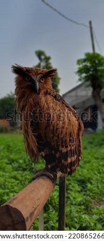 this is buffy fish owl or buluk ketupa in indonesia. Beluk Ketupa is a type of bird of prey that different from the type of eagle and kestrel from ketupa genus