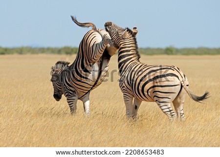 Two plains zebra stallions (Equus burchelli) fighting and kicking, Etosha National Park, Namibia Royalty-Free Stock Photo #2208653483