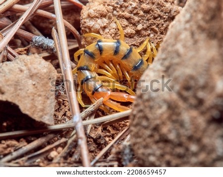 Mediterranean Banded Centipede.
Scolopendra cingulata.