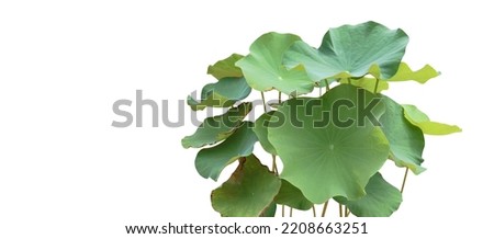 Isolated waterlily leaves with clipping paths on white background                               