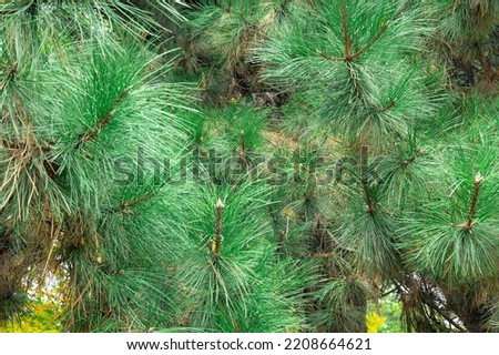 Branches of Black Pine Tree ("Pinus nigra" J.F. Arnold)