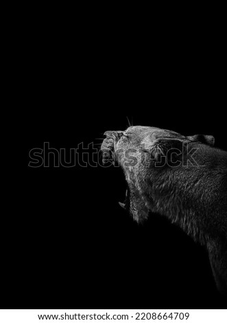 Roaring female lion with black background