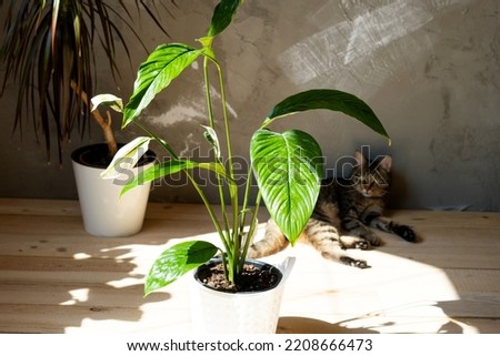 Home plant Spathiphyllum sensation in interior home. Caring and reproduction for a potted plant, eco room decoration, large size Royalty-Free Stock Photo #2208666473
