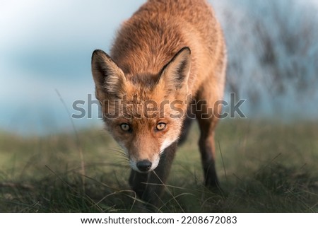 Beautiful fox in the nature on soft background. Eyes of the red fox