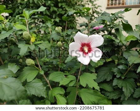 Photo of beautiful white flowers in a flowerbed in Ukraine. Green grass. Flowerbed. City. Decorative elements.
