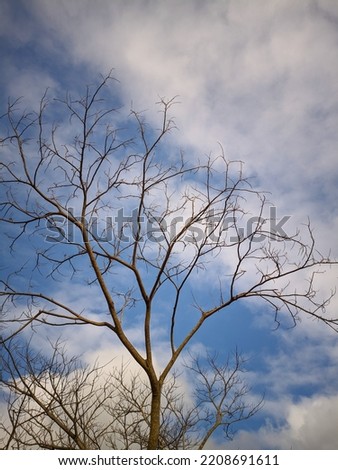 Photo of dry tree branches with blue sky and white clouds background.
