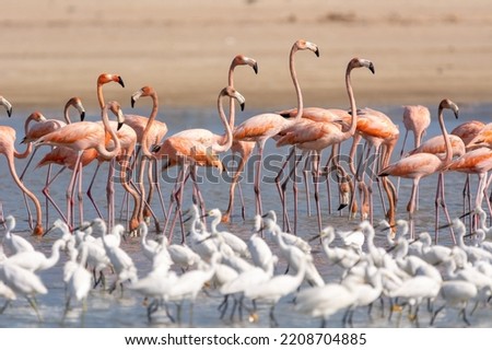American flamingos - Phoenicopterus ruber - wading in water. Photo from Santuario de fauna y flora los flamencos in Colombia. Royalty-Free Stock Photo #2208704885