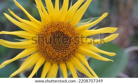 Common sunflower, in the meadow. Summer season