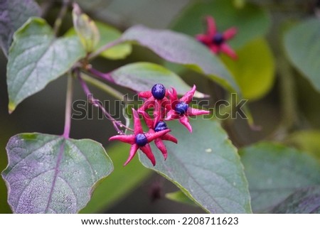 
Clerodendrum trichotomum, the harlequin glorybower, glorytree or peanut butter tree, is a species of flowering plant in the family Lamiaceae.
