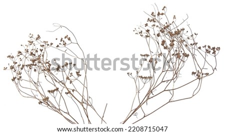 Dried meadow plants isolated on white background. Wild herbs, grasses or flowers in winter and autumn. 