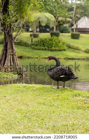 Beautiful black swan by the pond with green grass.