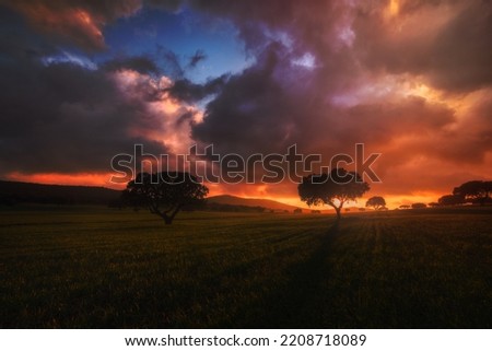 beautiful warm sunset with bright and colorful clouds and blue sky over a green wheat field with two trees in the background after a storm